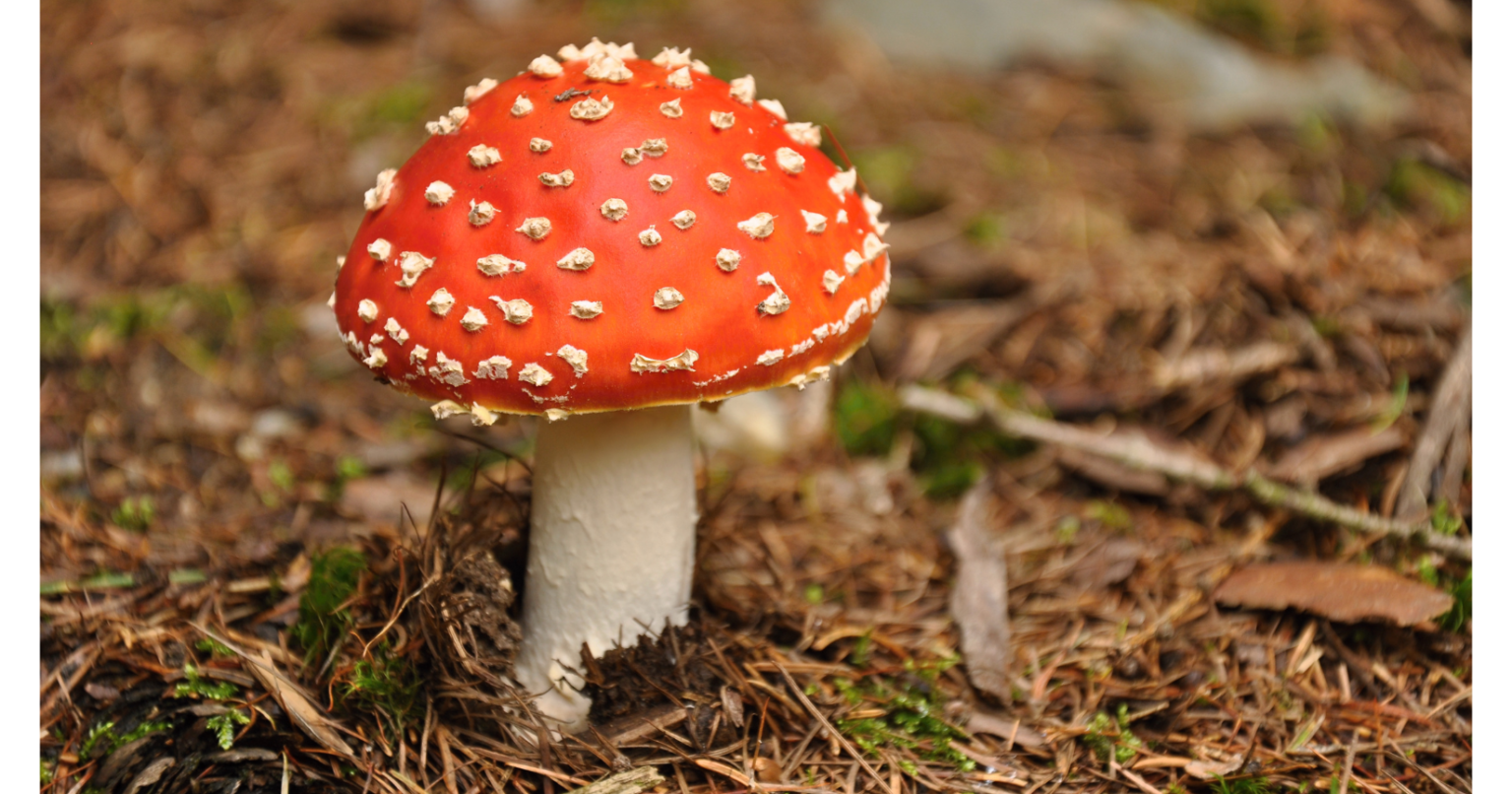 10 Cute Mushrooms From Around The World