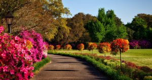 Fall Garden Plants The Ultimate Guide for Seasonal Splendor