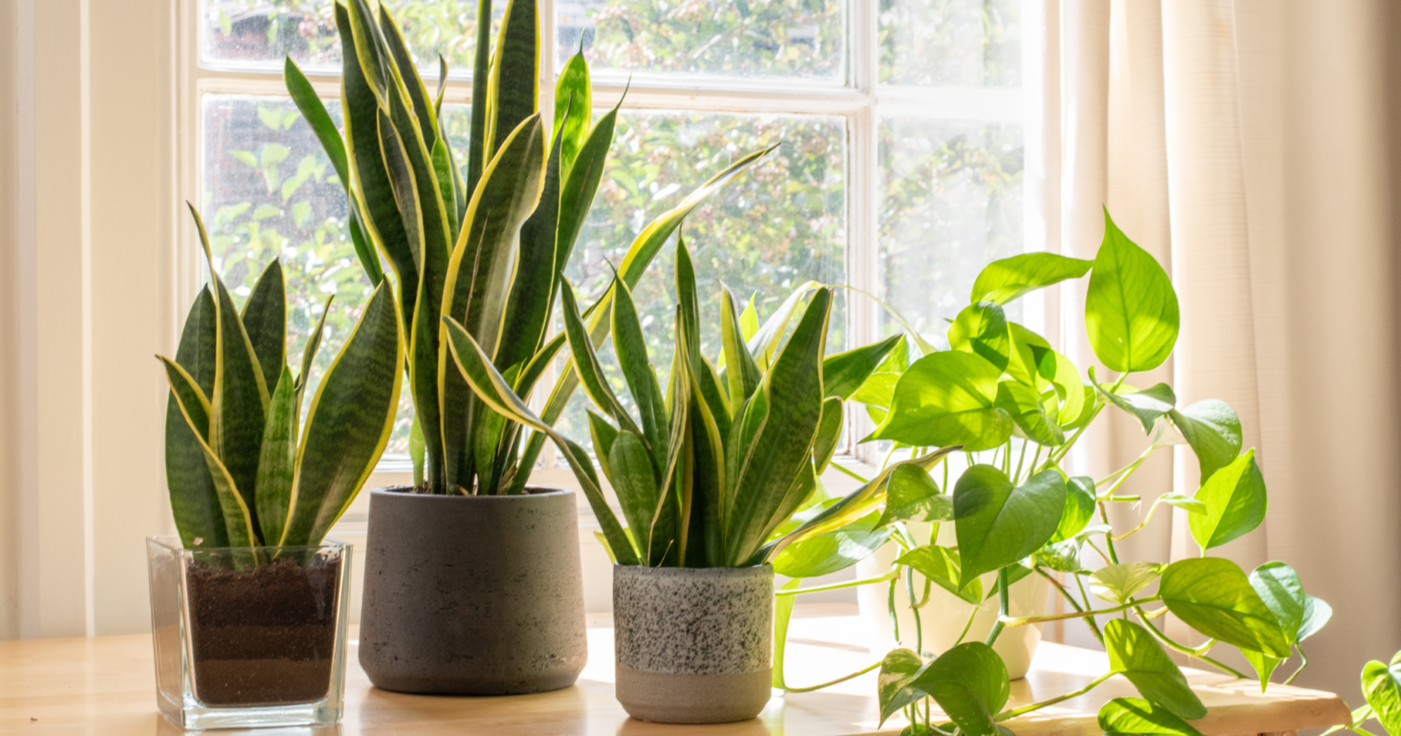 How Many Types Of Snake Plants