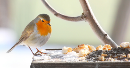 Bird Feeding Tips