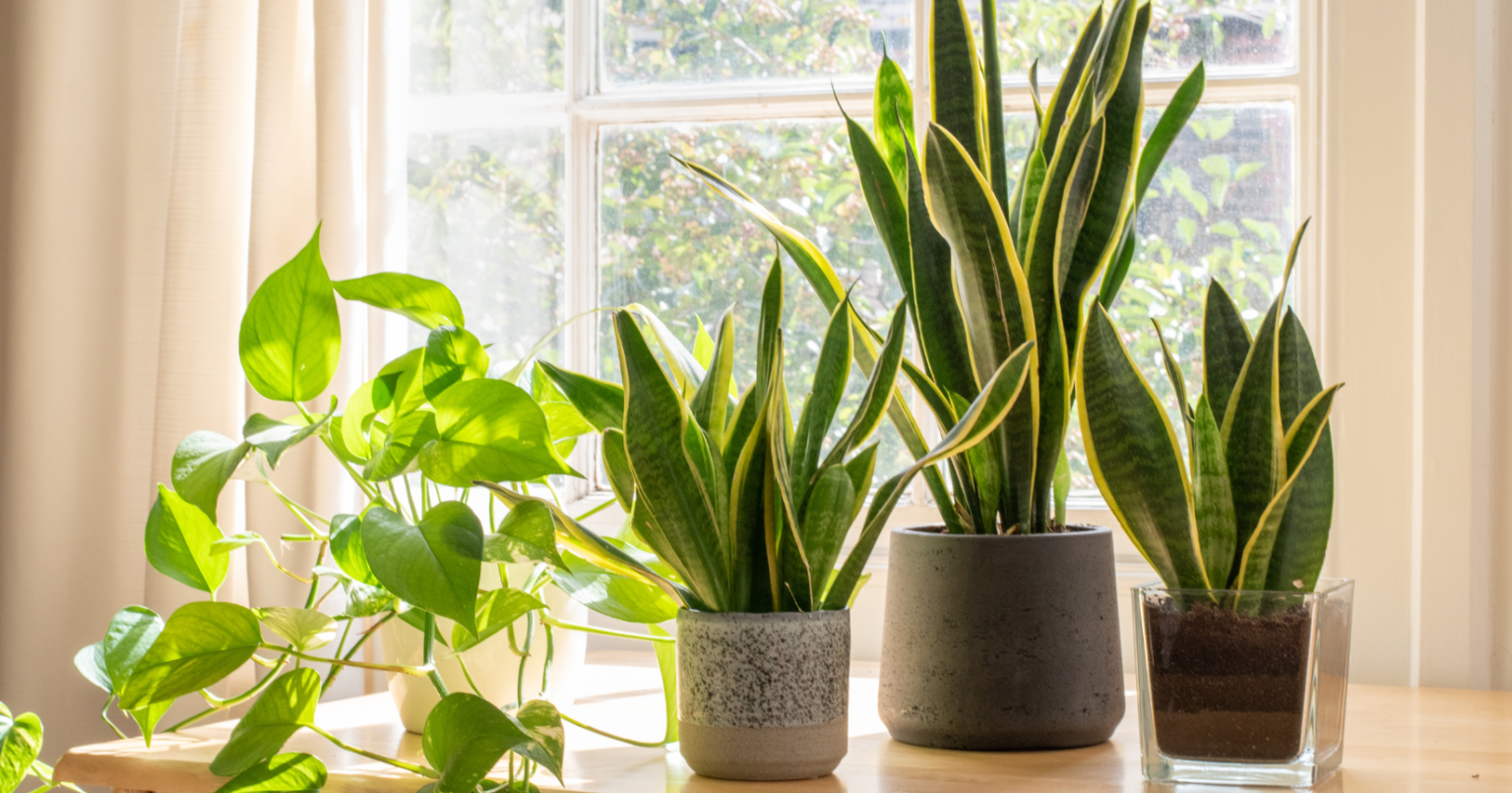 What Are The Benefits Of Snake Plants