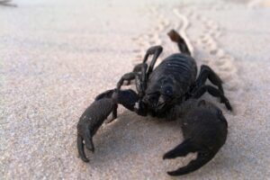 Sting of Fascination 10 Mind-Blowing Facts About Scorpions